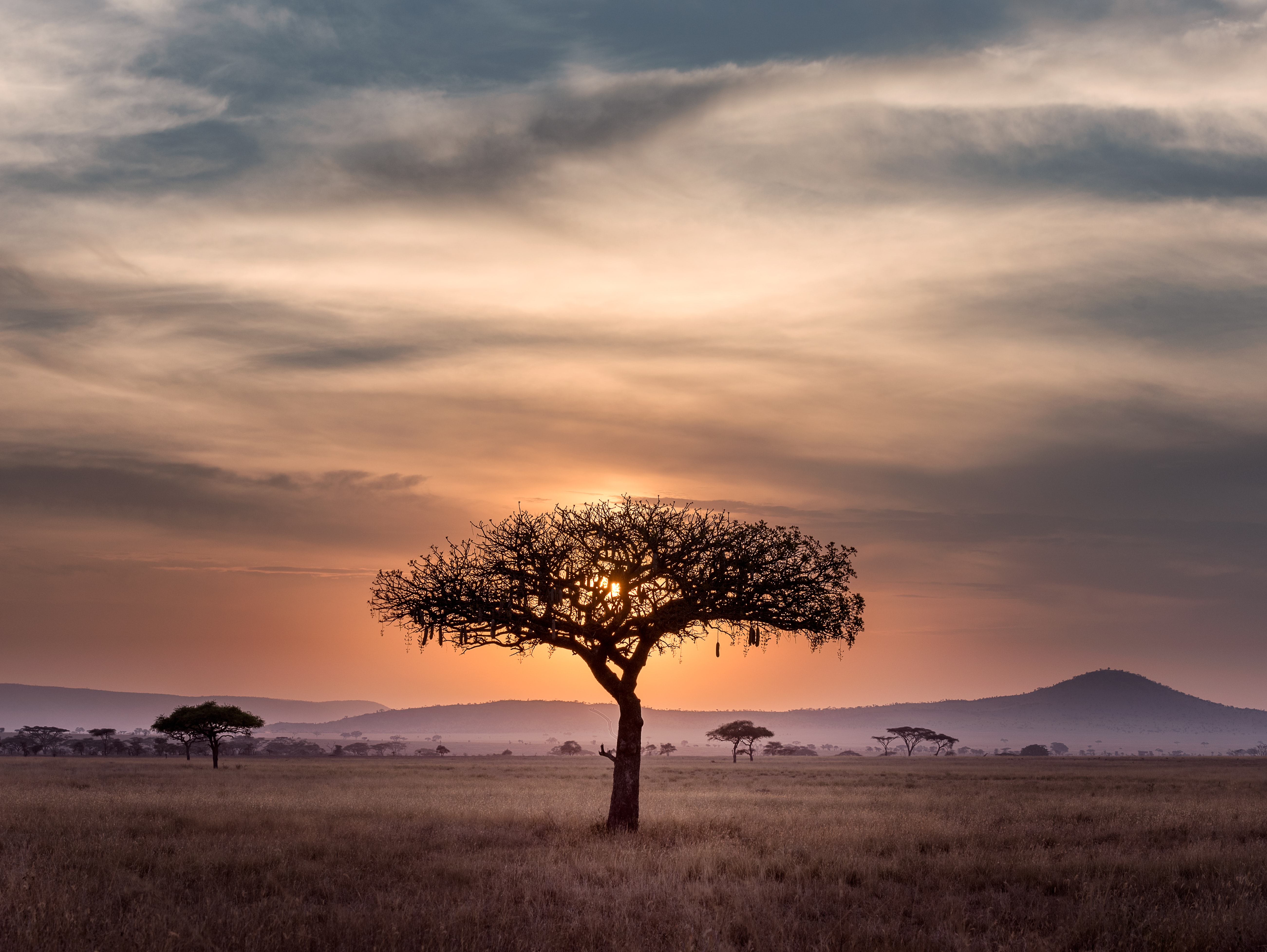 Picture of a tree in the horizon